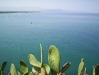 fichi_india